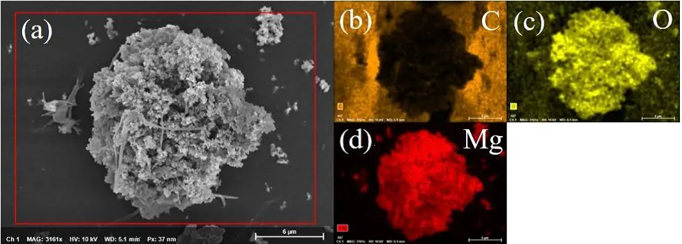 扫描电镜（SEM）分析
