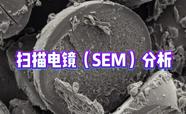 扫描电镜（SEM）分析