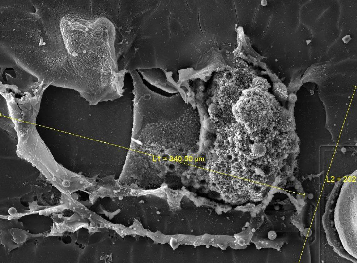 扫描电镜（SEM，用于观察微观形貌）